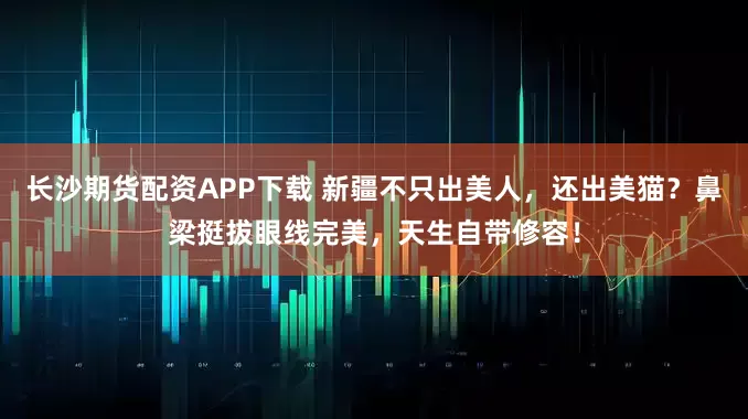 长沙期货配资APP下载 新疆不只出美人，还出美猫？鼻梁挺拔眼线完美，天生自带修容！